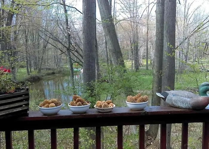 Cabin Surrounded By Sublime Nature Near Lake Huron, Michigan