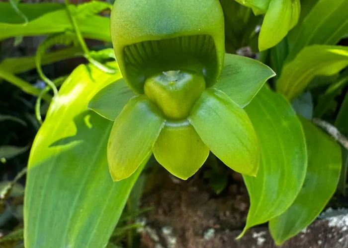 Ganesh Chales
