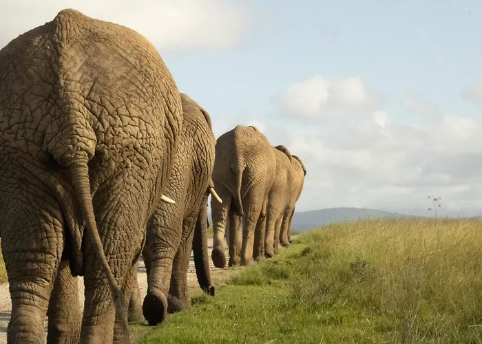 Knysna Elephant Park Lodge