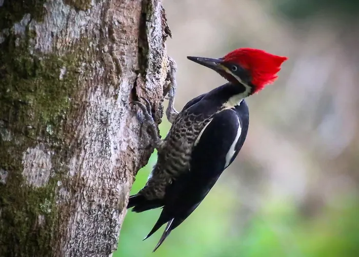 El Valle De Anton La Chachalaca
