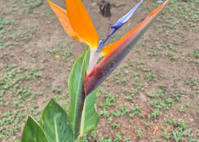 Sítio Recanto das Rosas