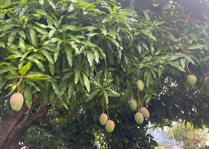 Casamango
