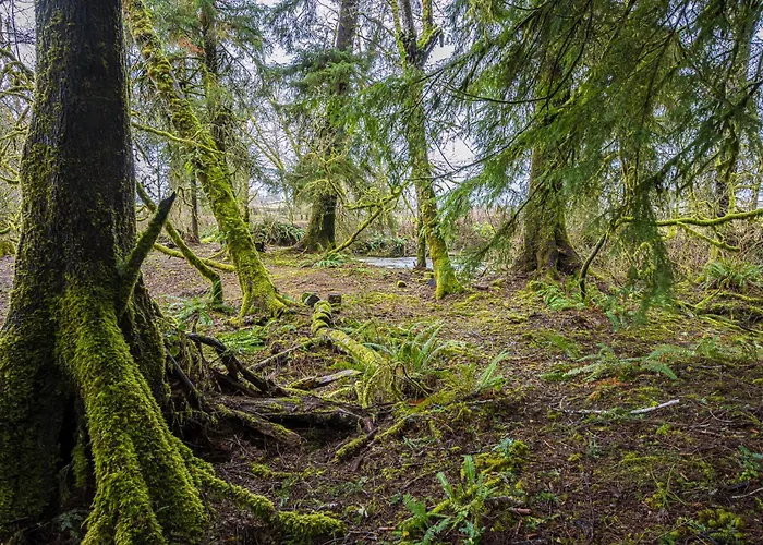 Rainforest Tiny Home Retreat Coastal