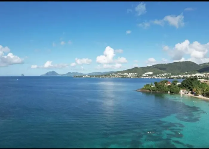 Abricotier A Proximite Des Plages Du Sud