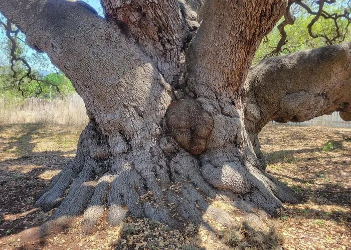 Tjs Escape Landmark Oak Tree 1Mile2River