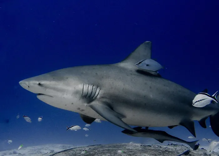 Casamaya Hostel & Diving