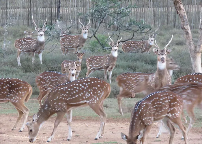 Deer Cottage