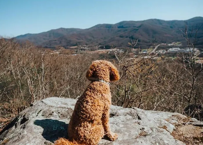 Japandi - Scandinavian Retreat, Mountain View, And 20 Minutes To Asheville