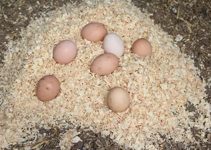 Ottawa Family Nest