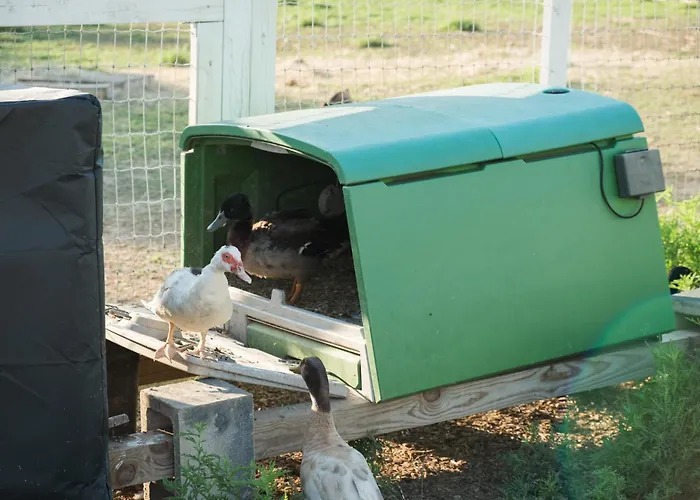 Farm Retreat With Jacuzzi, Fire Pit, Mini Goats, Mini Ponies And Mini Cows