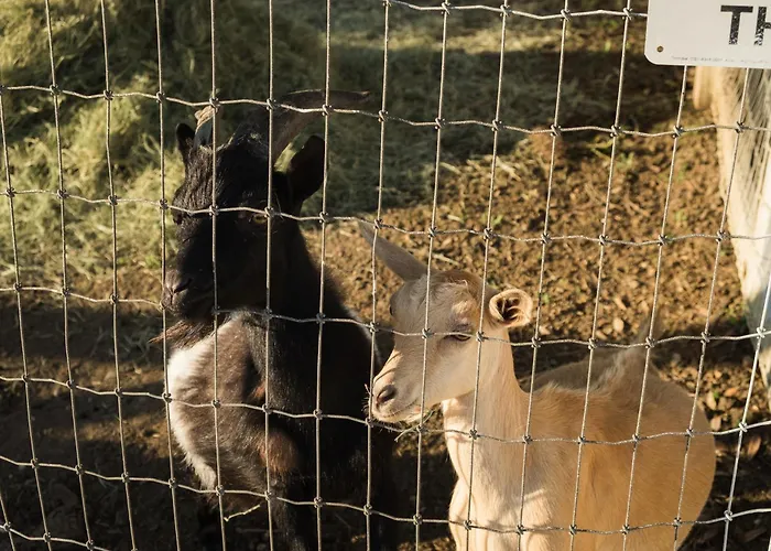 Farm Retreat With Jacuzzi, Fire Pit, Mini Goats, Mini Ponies And Mini Cows