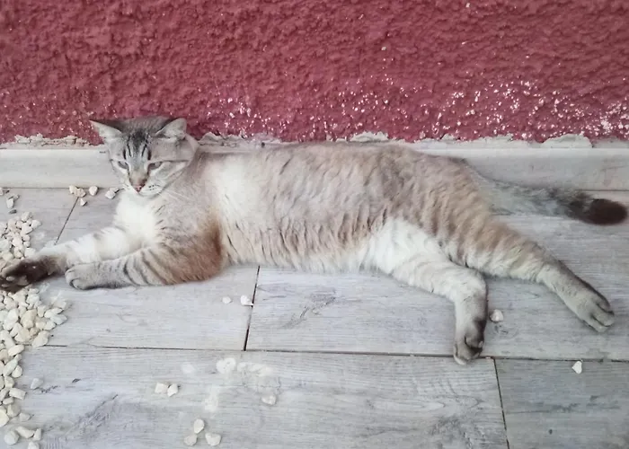 Casa Per Amanti Gatti