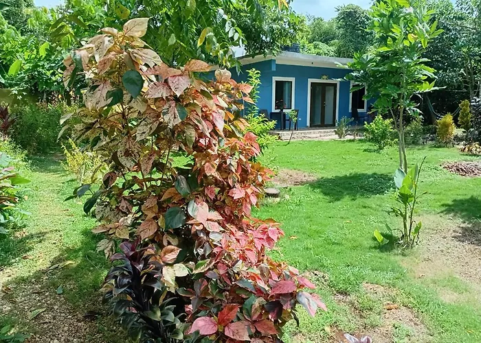 Jack Fruit House