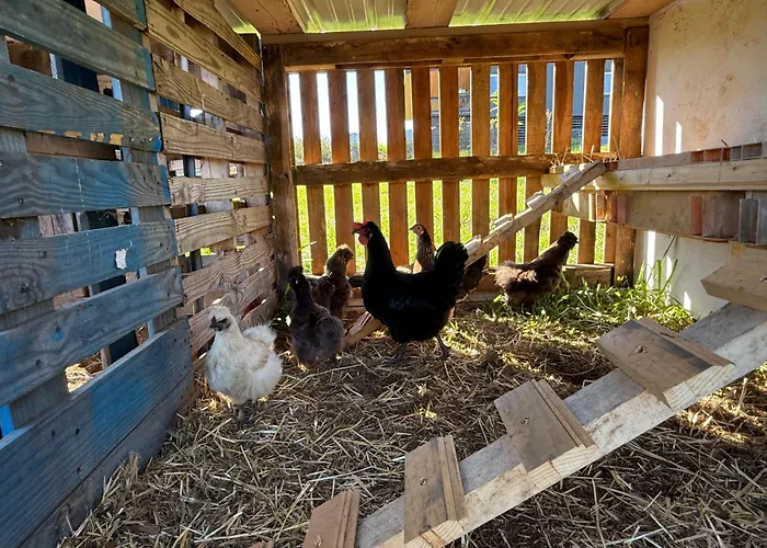 Luxury Farm Stay With Hot Tub, Cold Plunge And Cuddle Cows