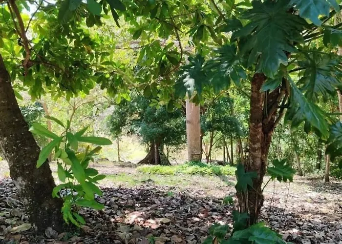 Casa Mango