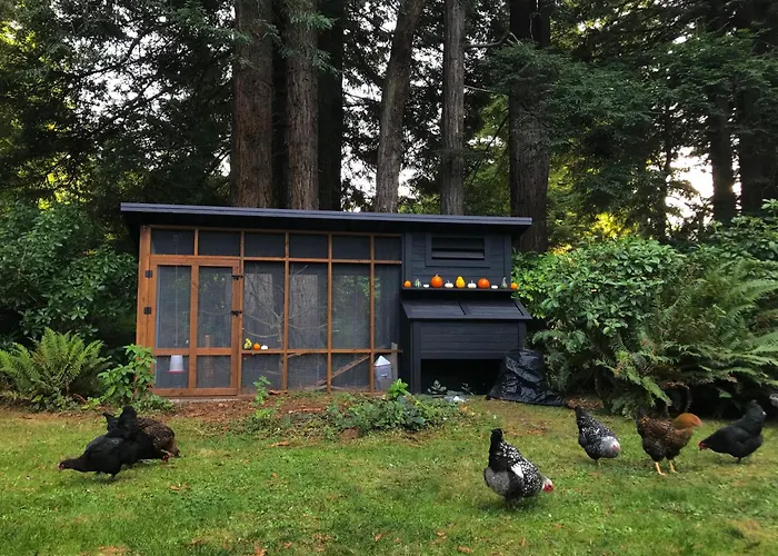 Modern Cabin In The Redwood Rainforest