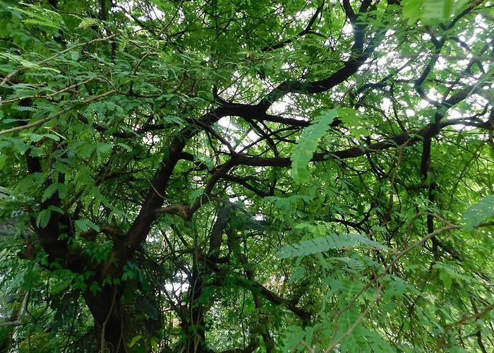 Green Woods Bethlehem