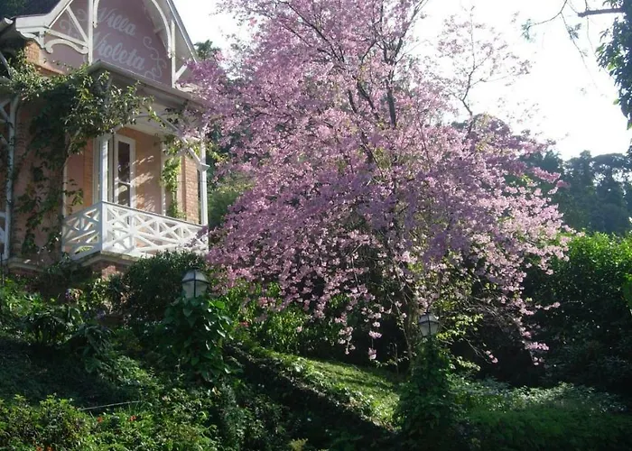 Villa Violeta