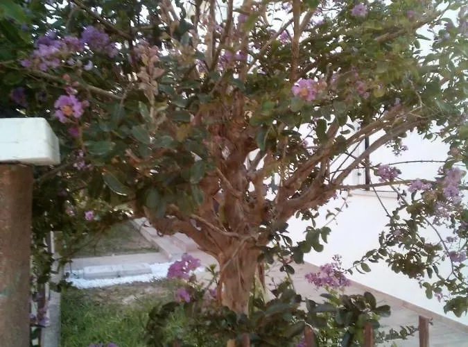 The Judas Trees