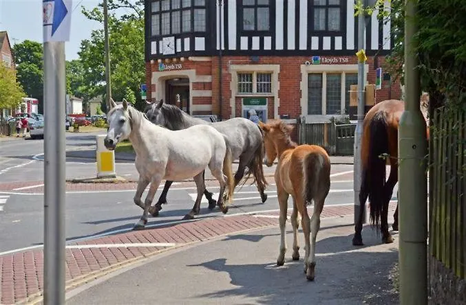 New Forest Brockenhurst