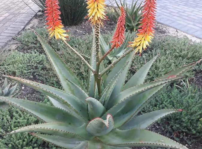 Aloe @ The Sea